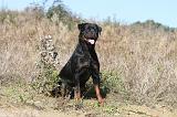 ROTTWEILER 165